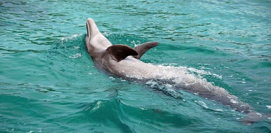Dolphin-Aquarium-cartagena